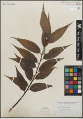 Foto von Salix lucida Muhl.